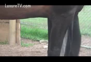 anal horse